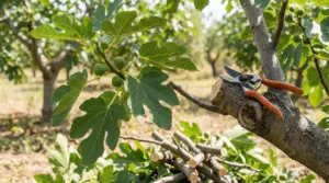 Forbici da potatura su un ramo di fico appena tagliato, con foglie verdi e piccoli fichi in un frutteto