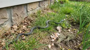 Serpente nel prato vicino alla casa, tra erba e foglie secche in giardino